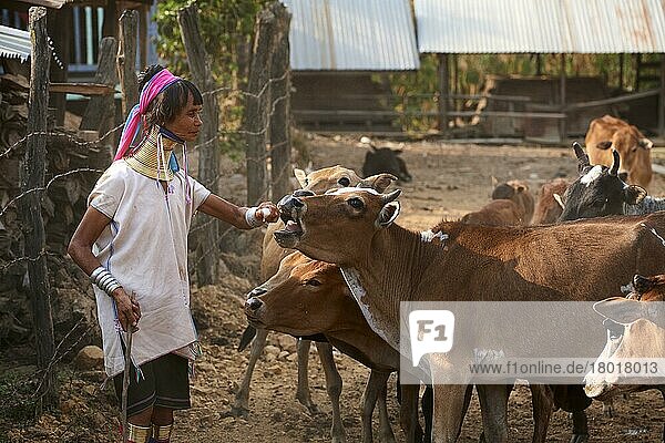 Kayan Lahwi woman with brass neck coils and traditional clothing giving salt to her cows  Pan Pet Region  Kayah State  Myanmar  Asia