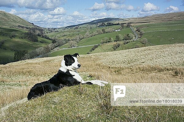 Border Collies  Rassehunde  Hütehunde  Haushunde  Haustiere  Heimtiere  Säugetiere  Tiere  Domestic Dog  Border Collie  working sheepdog  adult  laying on moorland  Cumbria  England  April