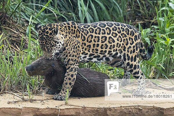 Ausgewachsener Jaguar (Panthera onca palustris)  schleppendes Wasserschwein (Hydrochoerus hydrochaeris) tötet  Fluss Cuiaba  Mato Grosso  Brasilien  September  Südamerika