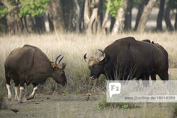 Gaur (Bos gaurus) zwei erwachsene Männchen  kämpfen in Waldrodung  Kanha N. P. Madhya Pradesh  Indien  April  Asien
