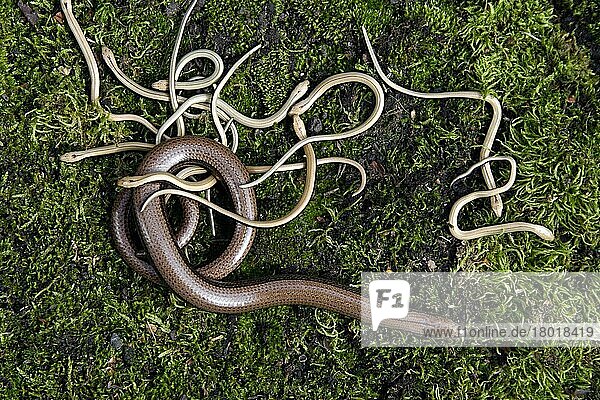 Blindschleiche  Blindschleichen (Anguis fragilis)  Andere Tiere  Reptilien  Tiere  Slow-worm adult female with young  on moss  England  Großbritannien  Europa