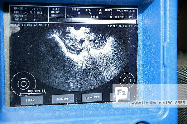 Schafzucht  Ultraschall-Scanner-Bildschirm  Scannen von Mutterschafen im frühen Trächtigkeitsstadium  um zu sehen  wie viele Lämmer sie tragen  England  November