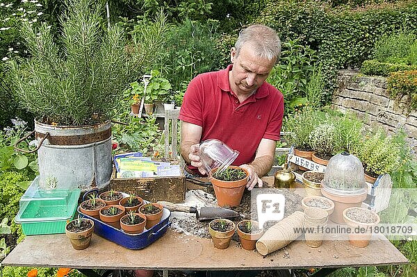 Man covers rosemary cuttings (Rosmarinus officinalis) with cover  rosemary cuttings