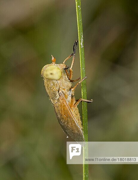 Golden Horsefly (Atylotus fulvus) adult  auf Blatt im Moor ruhend  New Forest  Hampshire  England  Juli
