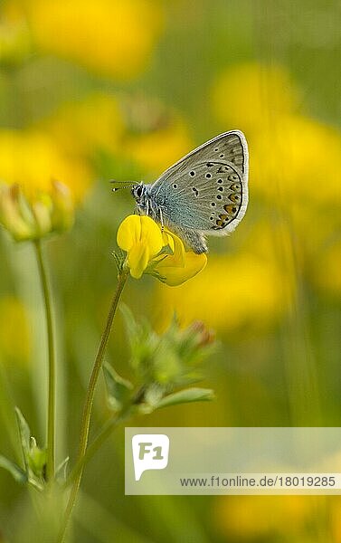 Amanda's Blue (Agrodiaetus amanda) erwachsen  auf Blüte ruhend  Bulgarien  Juli  Europa