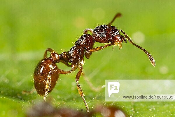 Rote Gartenameise  Rotgelbe Knotenameise (Myrmica rubra)  Rote Gartenameisen  Rotgelbe Knotenameisen  Andere Tiere  Insekten  Tiere  Ameisen  Red Ant adult worker  cleaning leg  Powys  Wales  July
