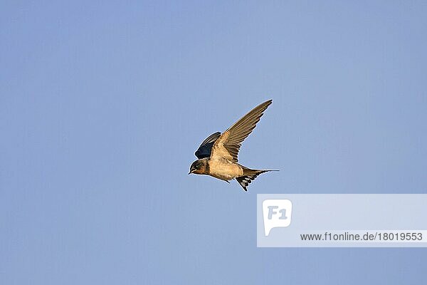 Barn Swallow (Hirundo rustica rustica) juvenile  in flight  on autumn migration  Castilla y Leon  Spain  Europe