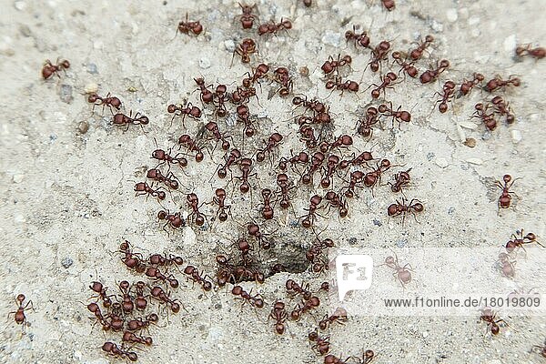 Feuerameise  Diebsameise  Feuerameisen  Diebsameisen  Andere Tiere  Insekten  Tiere  Ameisen  Southern Fire Ant (Solenopsis xyloni) adults  swarm at nesthole entrance  Sabal Palm Sanctuary  Texas (U.) S. A. april