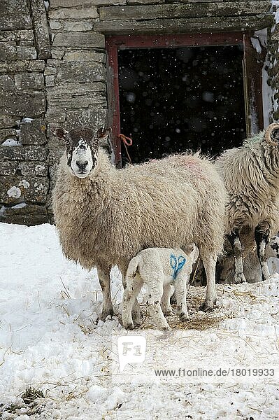 Hausschaf  Maultierschaf mit säugendem Lamm  während Schneesturm in der Nähe des Farmgebäudes stehend  Cumbria  England  März