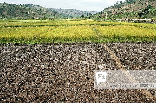 Reis (Oryza sativa)  Blick auf Reisfelder  Ruanda  Afrika