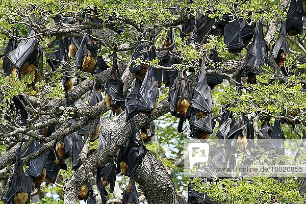 Indian flying fox (Pteropus giganteus)  Indian Giant Flying Fox  flying fox  flying foxes  bats  mammals  animals  Indian Flying Fox colony  roosting in tree during daytime  Sri Lanka  Asia