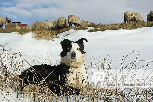 Haushund  Border Collie  arbeitender Schäferhund  erwachsen  auf Schnee liegend neben der Schafherde von Swaledale  Cumbria  England  März