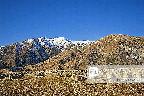 Einheimische Schafe  Herde  auf montaner Weide weidend  Arthur's Pass  Südalpen  Südinsel  Neuseeland  Ozeanien