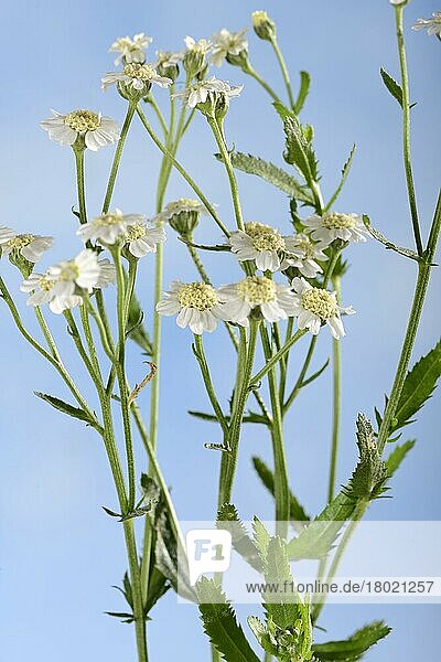 Englische Muskatblüte (Achillea decolorans) (Achillea ageratum)  Süße Nancy  Süße Schafgarbe
