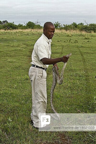 Northern Rock Python  Northern Rock Pythons  Other animals  Reptiles  Snakes  Animals  Giant snakes  Holding an African Rock Python  Okavango Delta