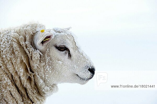 Domestic Sheep,  Texel,  adult,  covered with snow,  close-up of head,  England,  United Kingdom,  Europe