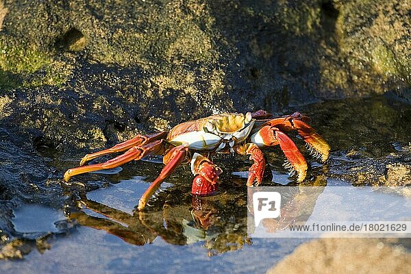 Sally Lightfoot Crab (Grapsus grapsus) from the Galapagos Islands