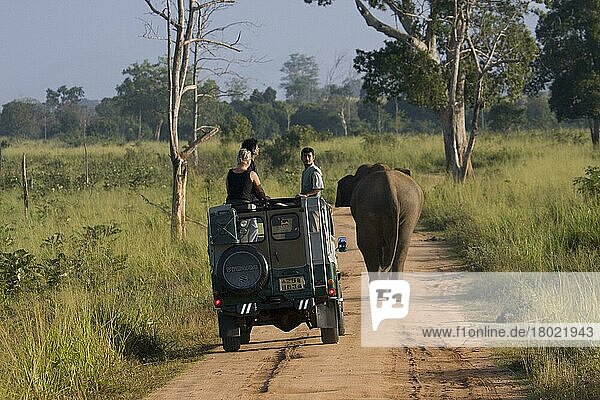 Asiatischer Elefant  Indischer Elefant  Asiatische Elefanten  Indische Elefanten  Elefanten  Säugetiere  Tiere  tourist's watching asian elephant from jeep  Udawalawe National Park Sri Lanka