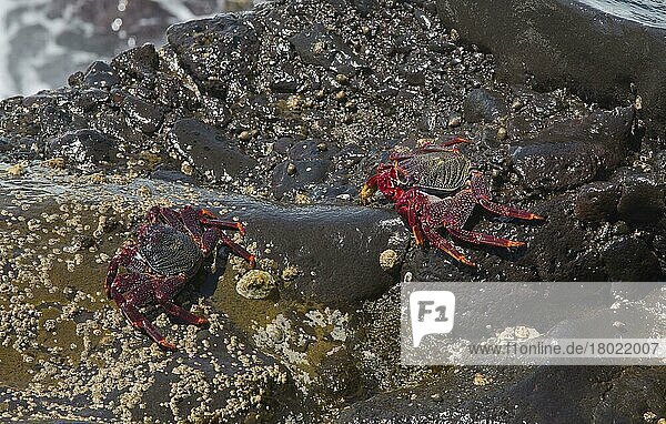 Klippenkrabbe  Felsenkrabbe  Klippenkrabben  Felsenkrabben  Andere Tiere  Krebse  Krustentiere  Tiere  East Atlantic Sally Lightfoot Crab (Grapsus adscensionis) two adults  on rock covered with barnacles and limpets  Parque Natural de los Volcanes  Lan