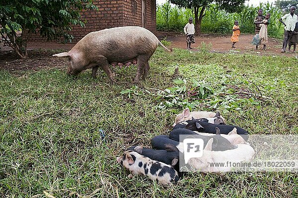 Hausschwein  Sau und Ferkel  auf kleinem Bauernhof  Uganda  Juni  Afrika