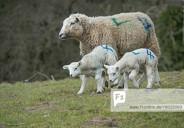 Domestic sheep  Texel cross ewe with twin lambs  with identification numbers sprayed  running on pasture  Whitewell  Lancashire  England  United Kingdom  Europe