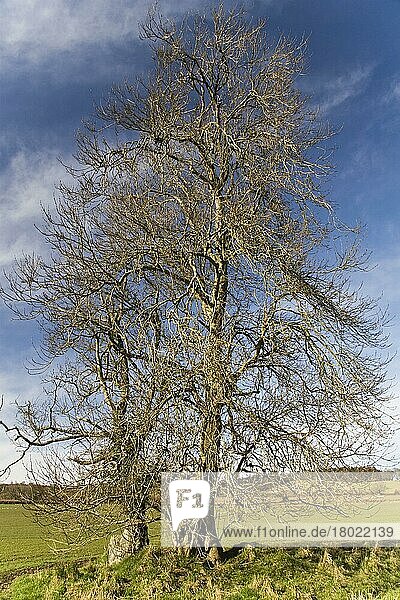 Esche  Gemeine Esche  Gewöhnliche Esche (Fraxinus excelsior)  Ölbaumgewächse  Common Ash habit  bare trees in farmland  Bere Regis  Dorset  England  march