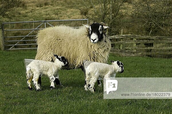 Domestic Sheep  Swaledale ewe  with young mule lambs  protected from weather with bio-degradeable plastic coats  Cumbria  England  United Kingdom  Europe