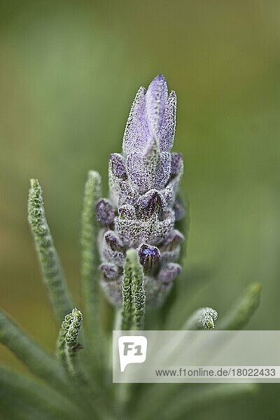 Woll-Lavendel (Lavandula lanata) Nahaufnahme der Blüte  wächst im Garten  Minehead  Somerset  England  November