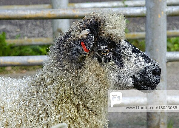 Domestic Sheep  Masham ewe  with ear tag  close-up of head  in pen at market  Holmfirth Livestock Market  Yorkshire  England  United Kingdom  Europe