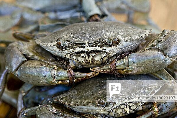Mangrove crab  Mangrove crabs  Other animals  Crabs  Crustaceans  Animals  Serrated Swimming Crab (Scylla serrata) adults  with claws tied-up  for sale  Palawan Island  Philippines  Asia