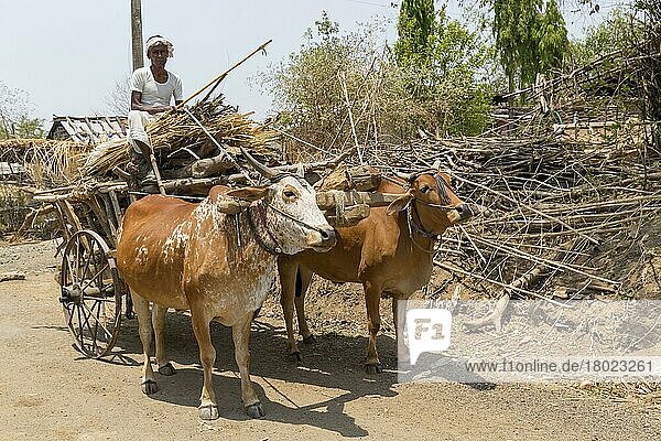 Man with bullock cart  Maharashtra  India  Asia
