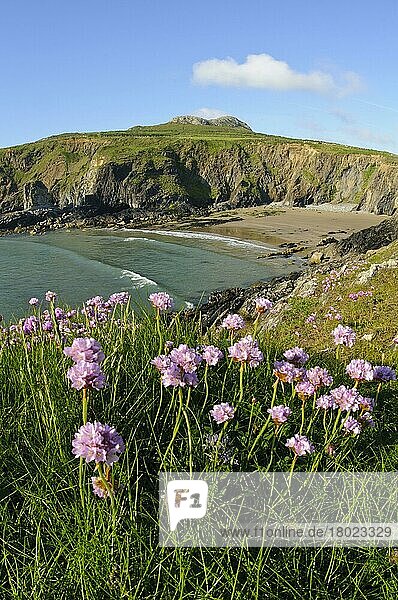 Strand-Grasnelke  Gewöhnliche Grasnelke (Armeria maritima)  Strandnelkengewaechse  Thrift flowering  growing on clifftop in coastal habitat  St. David's Head  Pembrokeshire  Wales  May