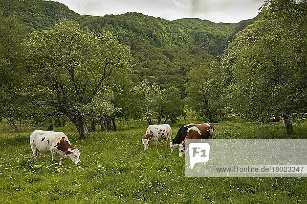 Domestic cattle  cows grazing on high pastures  Vallee de Chaudefour reserve  Massif du Sancy  Auvergne  France  Europe