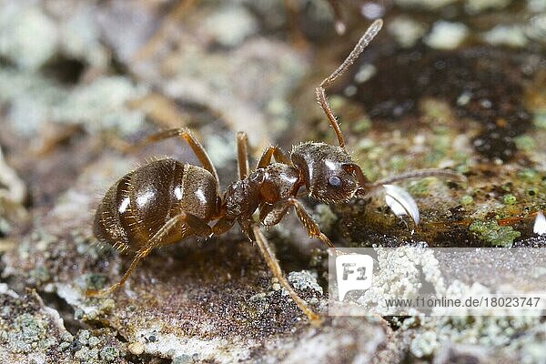 Andere Tiere  Insekten  Tiere  Ameisen  Ant (Lasius platythorax) adult worker  feeding on sugar water bait  Shropshire  England  Großbritannien  Europa