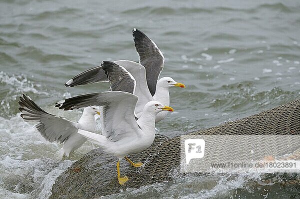 Herring gulls on net of shrimper  Texel Island  North Sea  North Holland  Netherlands