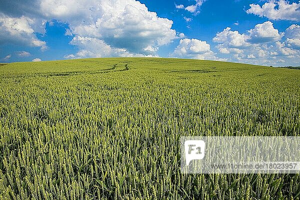 Weizen (Triticum aestivum)  unreifes Saatgut im Feld  Lincolnshire  England  Juni