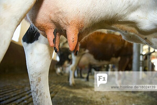 Milchviehhaltung  Milchkühe  Nahaufnahme des Euters  Herde im Melkstand  Schweden  Juli  Europa