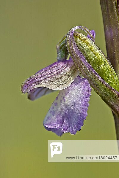 Grünflügelige Orchidee Nahaufnahme der Blüte (Orchis morio)  wächst auf einer Reservewiese  Warwickshire  England  Sommer