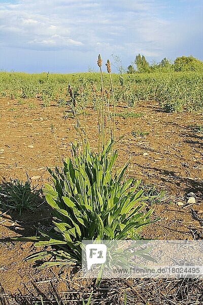 Spitzwegerich (Plantago lanceolata) blüht  wächst als Unkraut am Rande einer geschädigten Ölrapspflanze  Bacton  Suffolk  England  Juni