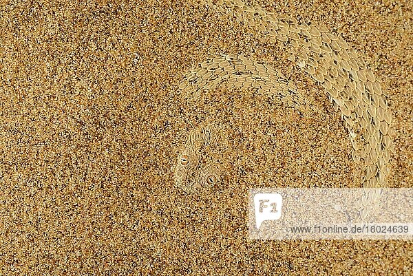 Zwergpuffotter  Zwergpuffottern (Bitis peringueyi)  Namibviper  Namibvipern  Andere Tiere  giftig  Giftschlangen  Reptilien  Schlangen  Tiere  Peringuey's Adder adult  buried under sand in desert  Namib Desert  Namibia  February  Afrika