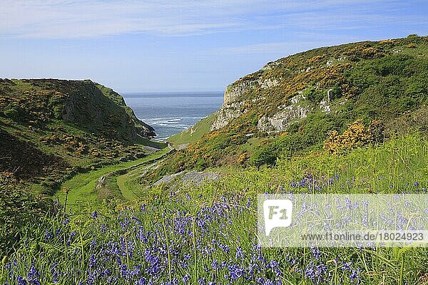 Blick auf blühende Glockenblumen und Ginster im Küstenhabitat  Mewslade und Mewslade Bay  Gower Peninsula  Glamorgan  Wales  Mai