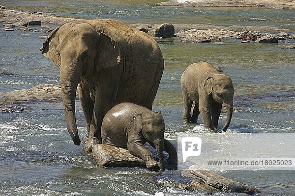 Asiatischer Elefant  Indischer Elefant  Asiatische Elefanten  Indische Elefanten  Elefanten  Säugetiere  Tiere  young asiatic elephant resting on river rocks with adult