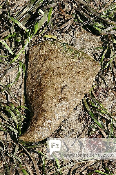 Zerbrechliche Steckmuschel (Atrina fragilis)  Zerbrechliche Steckmuscheln  Andere Tiere  Muscheln  Tiere  Weichtiere  Fan Mussel adult  dislodged amongst eelgrass  Salcombe  Devon  England  august