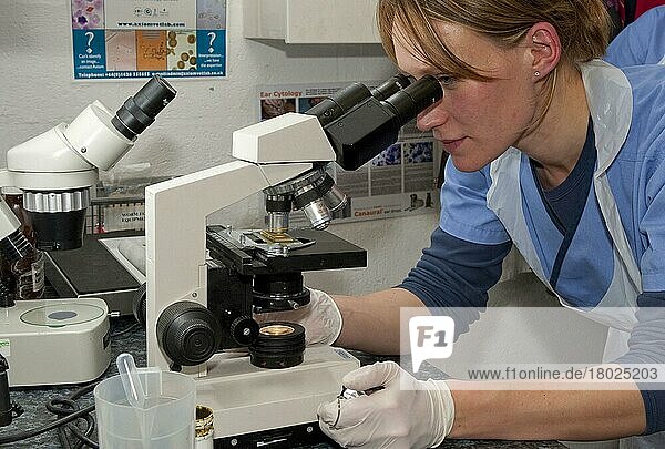 Durchführung einer Kot-Eierzählung im Kot von Schafen  um den Grad des Parasitenbefalls zu überprüfen  Probe unter dem Mikroskop in der Tierarztpraxis  England  Großbritannien  Europa