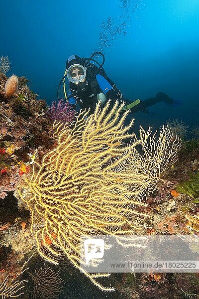 Diver and mediterranean fan coral  yellow gorgonian (Eunicella cavolinii)  Marettimo  Egadi islands  Sicily  Italy  Europe  Mediterranean Sea  Europe