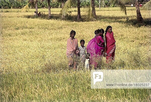 Daughters of the soil standing in between the rice field near Madurai  Tamil Nadu  India  Asia