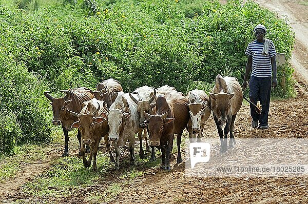 Domestic cattle  indigenous breed  herd being moved along a dirt track by the herdsman  Kenya  Africa