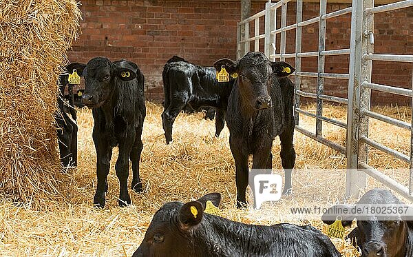 Aberdeenrind  Aberdeen-Rind  Aberdeenrinder  reinrassig  Nutztiere  Haustiere  Paarhufer  Tiere  Säugetiere  Huftiere  Hausrinder  Rinder  Domestic Cattle  Aberdeen Angus beef calves  resting and standing in straw bedded yard  Staffor