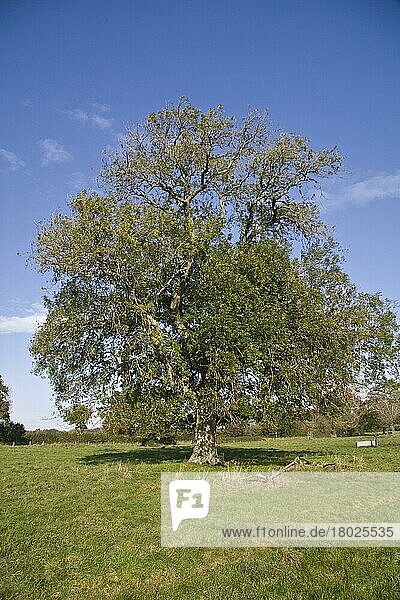 Esche  Gemeine Esche  Gewöhnliche Esche (Fraxinus excelsior)  Ölbaumgewächse  Common Ash habit  ancient tree in pasture  West Stafford  Dorset  England  november