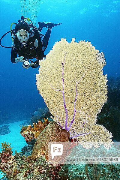 Diver and Caribbean common sea fan (Gorgonia ventalina)